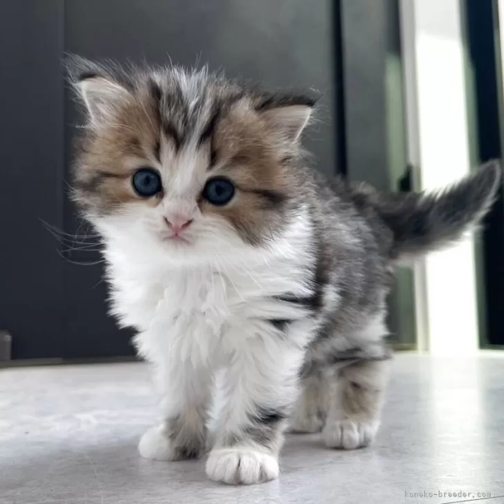 ひとみん 様のお迎えした子猫