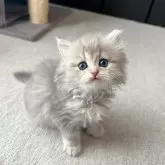 ペルシャ(チンチラ)