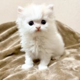 ミヌエット(長足)