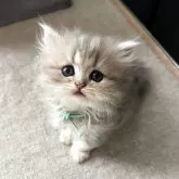ペルシャ(チンチラ)