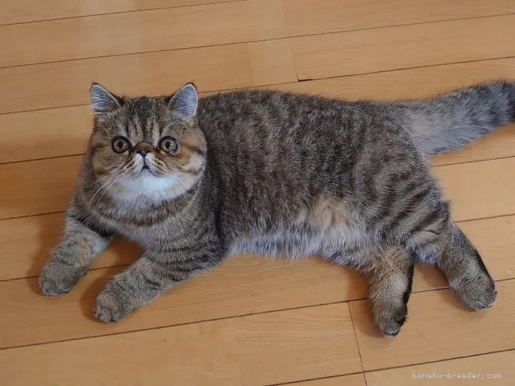 ID：2106-01080の子猫