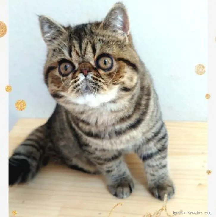 ID:2211-01310の子猫