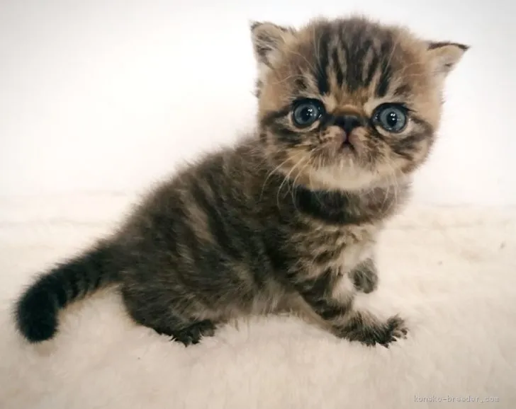 ID:1904-02081の子猫