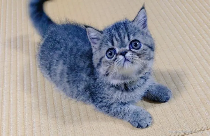 ID：2008-00313の子猫