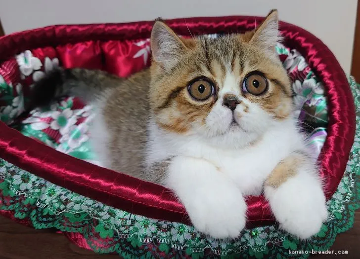 ID：2007-01557の子猫