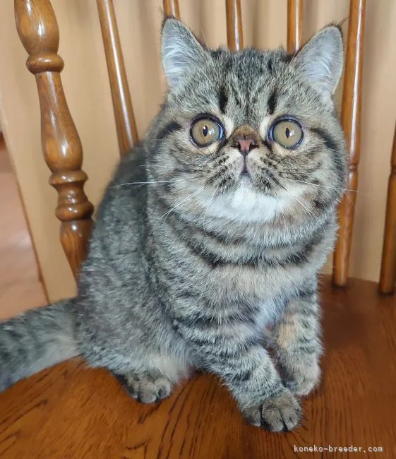 ID：2106-01542の子猫