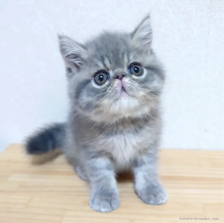 ID：2307-03658の子猫