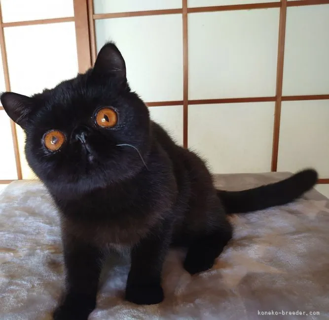 ID：2008-01265の子猫