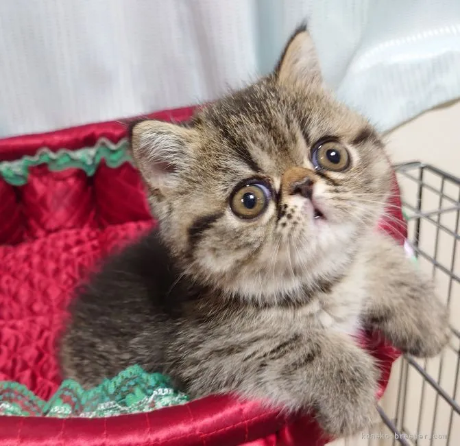 ID：2107-00566の子猫