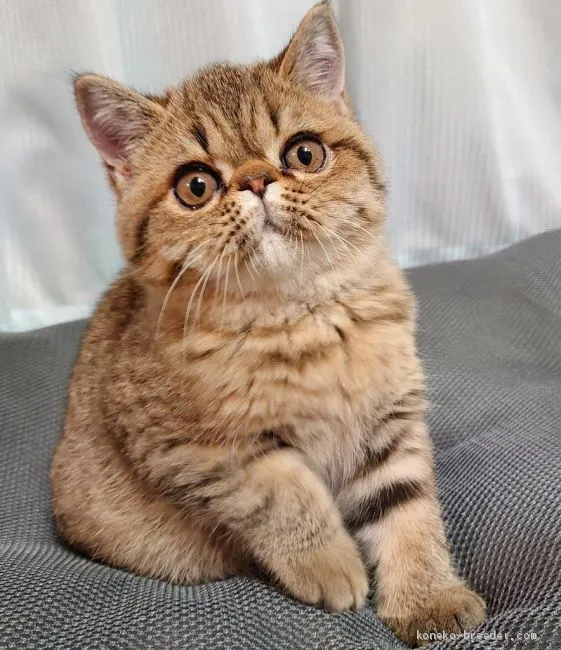 ID：2009-01996の子猫