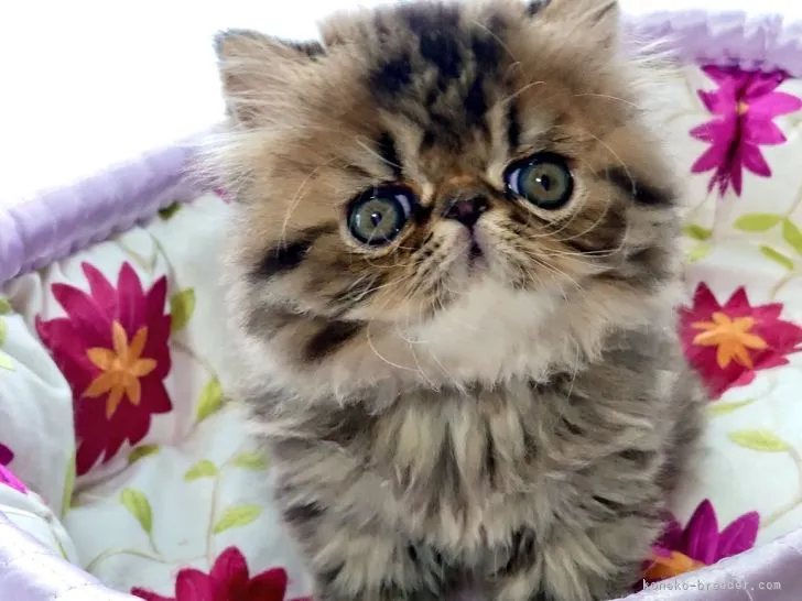 ID：2104-01975の子猫