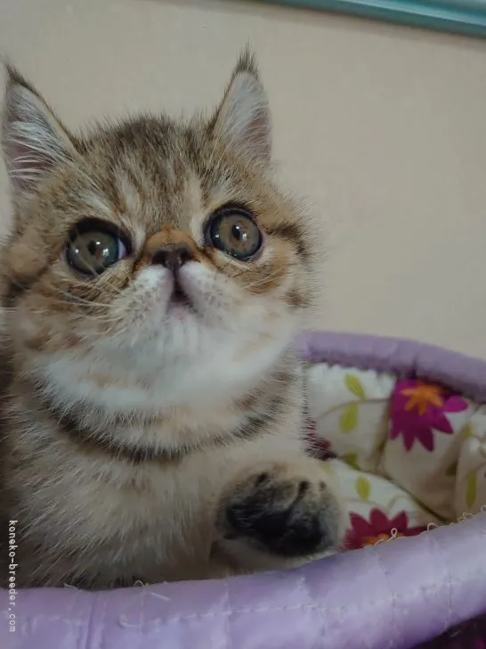 B 様のお迎えした子猫