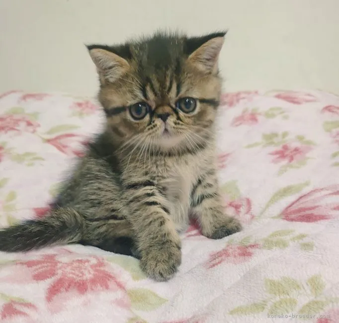 ID：2106-00652の子猫