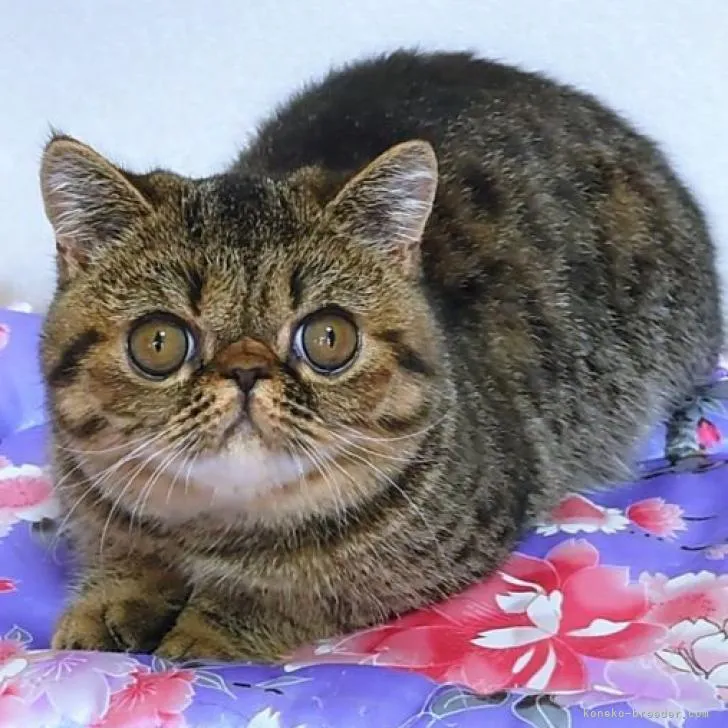 ID:2204-02503の子猫