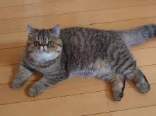 エキゾチックショートヘア【岡山県・女の子・2021年3月7日・ブラウンマッカレルタビー】の写真1