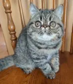 エキゾチックショートヘア【岡山県・女の子・2021年5月2日・ブラウンマッカレルタビー】の写真1「ズングリしてきました❤」