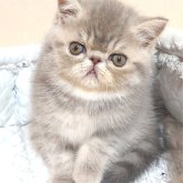 エキゾチックショートヘア