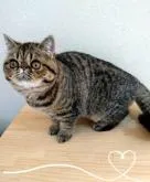 エキゾチックショートヘア【岡山県・女の子・2022年8月20日・ブラウンマッカレルタビー】の写真2