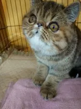 エキゾチックショートヘア【岡山県・女の子・2021年3月7日・ブラウンマッカレルタビー】の写真2