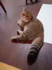 エキゾチックショートヘア【岡山県・女の子・2021年3月7日・ブラウンマッカレルタビー】の写真3