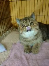 エキゾチックショートヘア【岡山県・女の子・2021年3月7日・ブラウンマッカレルタビー】の写真4