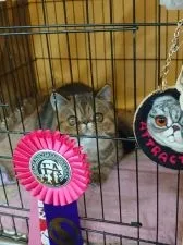 エキゾチックショートヘア【岡山県・女の子・2021年3月7日・ブラウンマッカレルタビー】の写真5