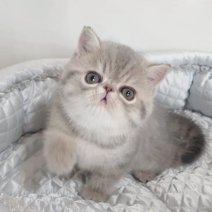 ID：2504-02109の子猫