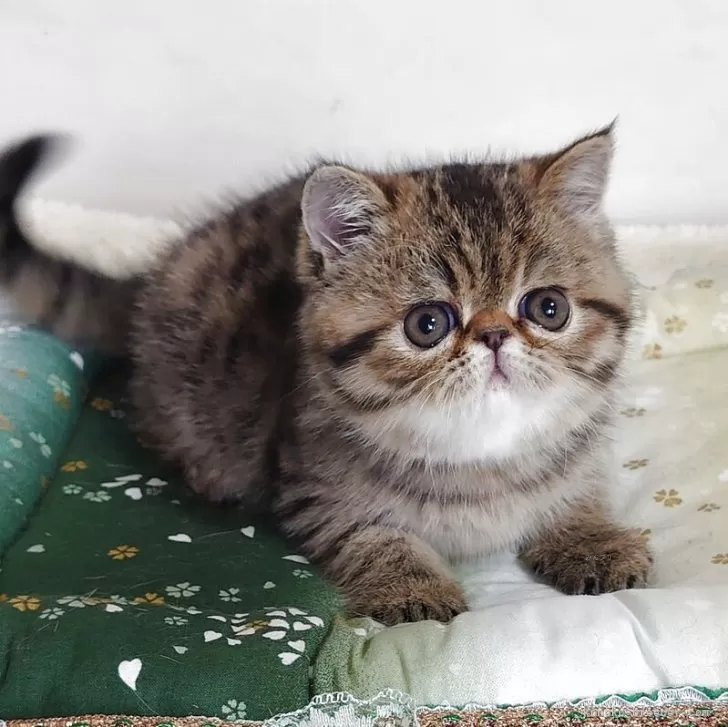 ID：2505-00251の子猫