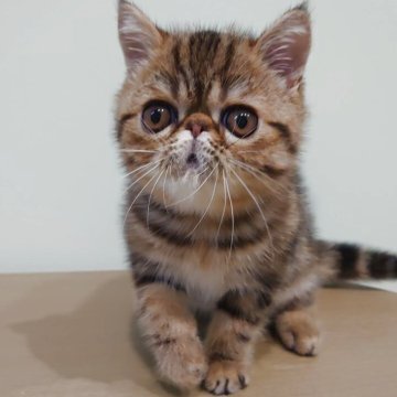 エキゾチックショートヘア【岡山県・男の子・2025年9月6日・ブラウンクラシックタビー】の写真「お父さんはCFAグランドチャンピオン🎀」