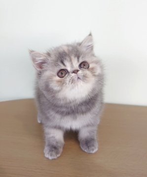 エキゾチックショートヘア【岡山県・女の子・2025年9月30日・ブルーパッチドタビー】の写真「ご飯の時、鳴きます😺」