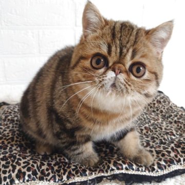 エキゾチックショートヘア【岡山県・男の子・2025年9月6日・ブラウンクラシックタビー】の写真「お父さんはCFAグランドチャンピオン🎀」