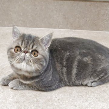 エキゾチックショートヘア【岡山県・男の子・2025年7月28日・ブルークラシックタビー】の写真「お父さんはCFAグランドチャンピオン🎀」