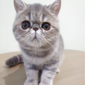 エキゾチックショートヘア【岡山県・女の子・2025年7月28日・ブルークラシックタビー】の写真「お父さんはCFAグランドチャンピオン🎀」