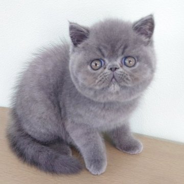 エキゾチックショートヘア【岡山県・男の子・2025年9月30日・ブルー】の写真「ブルーの男の子💗」