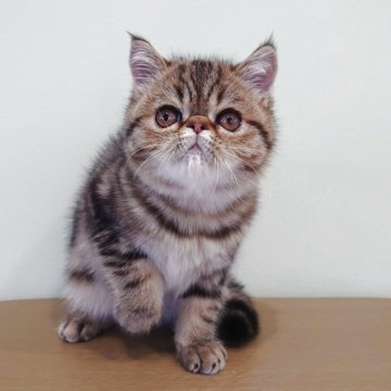 エキゾチックショートヘア【岡山県・男の子・2025年9月6日・ブラウンクラシックタビー】の写真「お父さんはCFAグランドチャンピオン🎀」