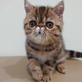 エキゾチックショートヘア