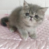 エキゾチックショートヘア