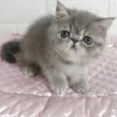 エキゾチックショートヘア