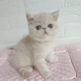 エキゾチックショートヘア