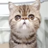 エキゾチックショートヘア