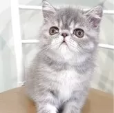 エキゾチックショートヘア