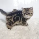 エキゾチックショートヘア【岡山県・男の子・2025年9月6日・ブラウンクラシックタビー】の写真5