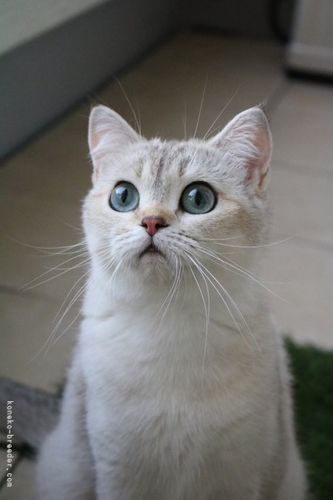 入谷真以ブリーダーのブログ：ママ猫紹介🐈️❤️