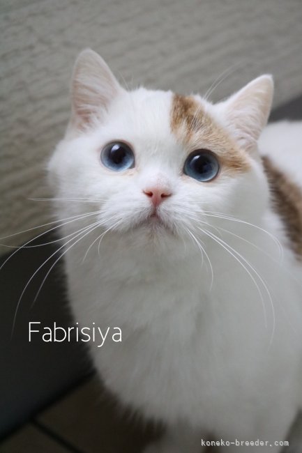 入谷真以ブリーダーのブログ：ママ猫の紹介🐈