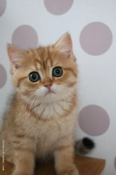 ID:2203-01811の子猫