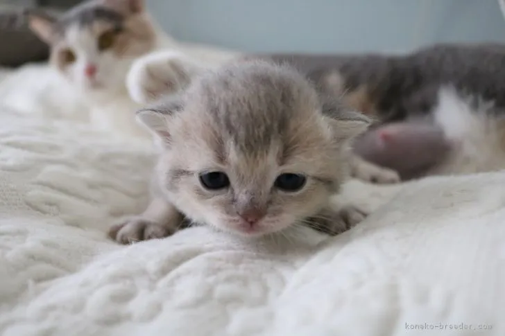 ID：1902-00612の子猫