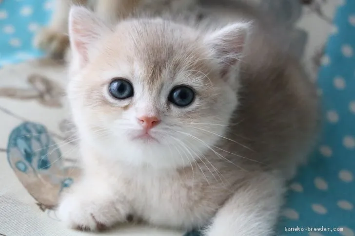 ID:2008-01666の子猫