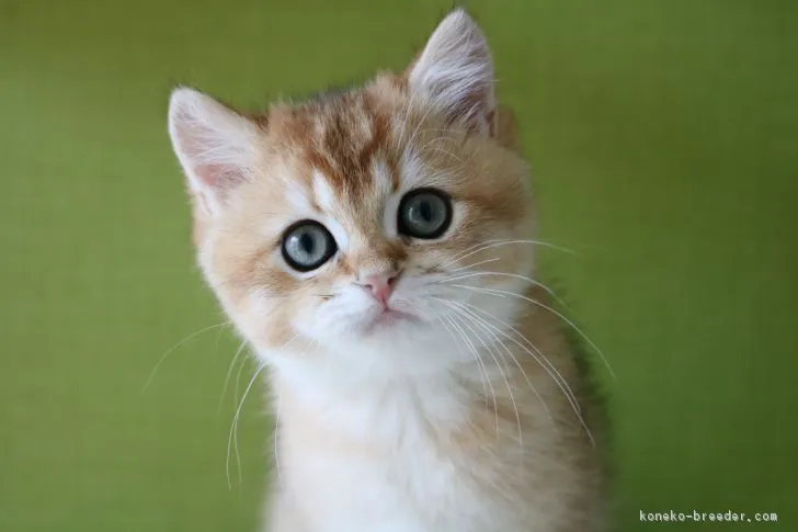 ID:1901-00865の子猫