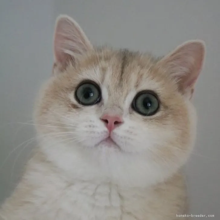 ID:2304-00023の子猫
