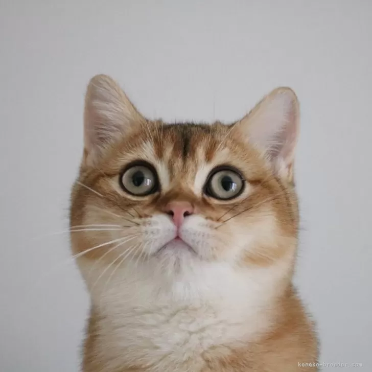 ID：2311-02775の子猫